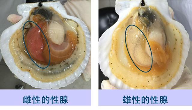 扇贝美味,但这两个部位可别吃,一定要挑出来