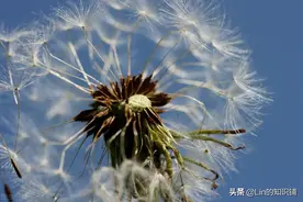 12个冷知识：能启发思维引人思考，你还不一定能都知道图片