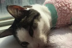 猫鼻支，被我在家治好的！（详细治疗过程）图片