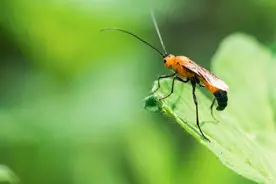 吃掉人家的身体，控制人家的思想，僵尸毛虫的形成过程太过诡异图片