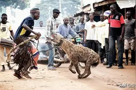 鬣狗连狮子都不怕，却怕非洲人？看看非洲人如何对待它们的图片