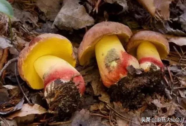 楚雄市南华县舌尖盛宴——菌子大全