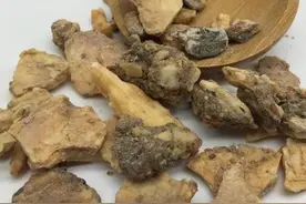 安息香树是一种什么样的植物？图片