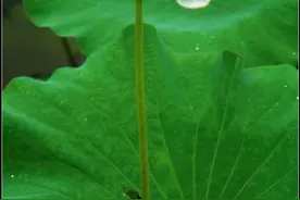 “小荷才露尖尖角”如此经典诗句，却为何被家长要求从课本删除？图片