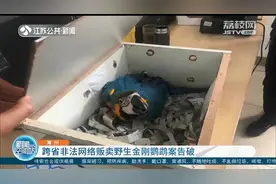 国保动物变成家庭宠物？常州警方破获非法贩卖野生金刚鹦鹉案图片