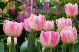 请查看您的专属生日花，附带花语，有些花难得一见！4-6月生日花图片