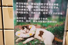 复旦大学一只18岁高龄的流浪猫的退休申请，把我看哭了图片