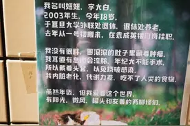 复旦大学一只18岁高龄的流浪猫的退休申请，把我看哭了图片