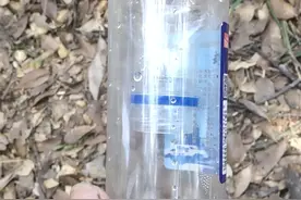 夏季胡蜂泛滥，手把手教你如何防治图片