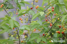 安逸！！！总溪河的玛瑙红樱（en）桃开始陆续上市！！！图片