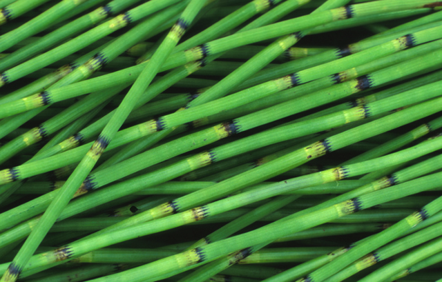 问荆草 问荆草下面会有金矿和黄金吗?_品学知识网