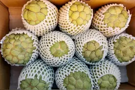 搞笑神评：大陆禁购台湾番荔枝莲雾，湾湾求说法，网友：干的漂亮图片