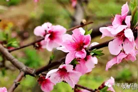 春色惹人醉，瓮安万亩桃花竞相绽放图片