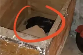 云南村民家惊现眼镜王蛇！为保护动物已放生水塘，被咬死赔多少？图片