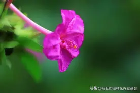 八零九零的童年：紫茉莉—我们总在黄昏相见图片