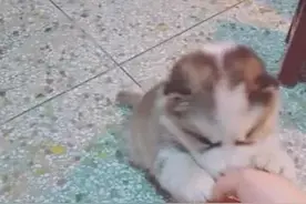 女子一出门就捡了条哈士奇，大家羡慕：厉害了，一捡就是一千多图片