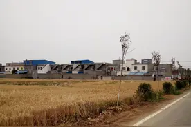 小麦成熟了，寓意着将来所有的难题都会过去的，中国加油图片