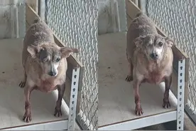 流浪狗被车撞飞眼球，路人用脸盆救它一命，9年视盆为宝图片