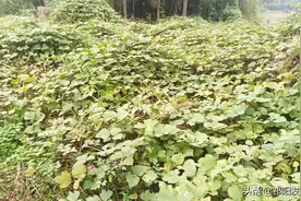 湖南祁阳有个坟山长满了葛根，挖出来能够拉得一火车图片
