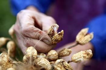 EDTA螯合钙、糖醇钙等五种钙肥大PK，让作物长得更快更健康