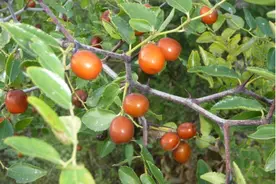 平凡的酸枣仁，功效可不一般哦图片