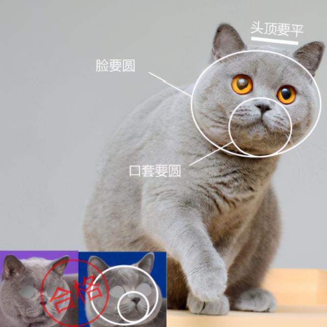英国短毛猫丨蓝猫
