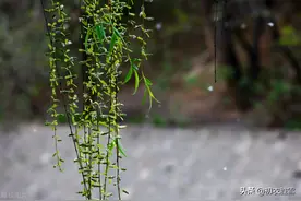 探讨李白“烟花三月下扬州”，李白的烟花，究竟是什么花？图片