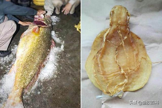 花胶多少錢 花胶多少钱一斤2025年价格表图片