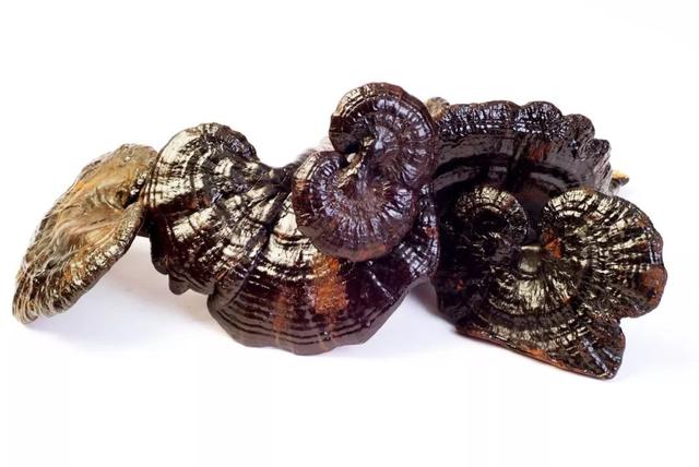 灵芝为什么能治疗失眠？失眠必吃灵芝的6大原因