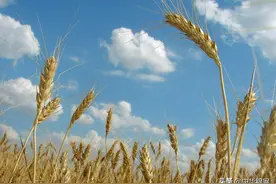 如何为14亿人储备粮食？中国的储备粮够吃多久？图片