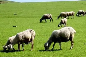 “人在蒙古，刚下航母！”送了咱3万只羊的蒙古国，为啥老被调侃图片