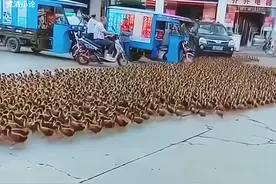 河南大爷带鸭群过马路看呆路人，行人车辆优先让行图片