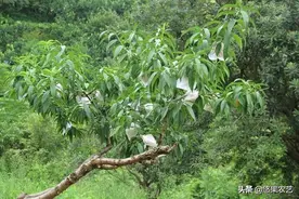 技术咨询：桃树如何进行简单种植？图片