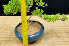 两百的黄杨盆景，真的不考虑吗？图片