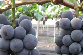 巨峰葡萄膨大期用什么肥料好怎样管理图片