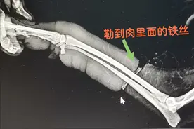 给狗狗扎辫子、戴发卡，虽然漂亮可爱，但是却会伤害到它们图片