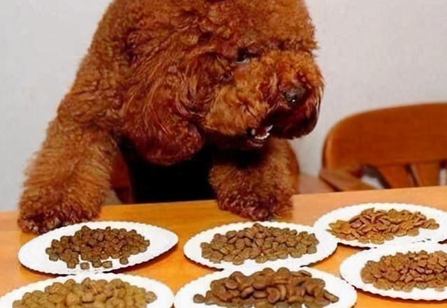 养狗这么多年，现在才知道泰迪犬这几个动作，背后的意思
