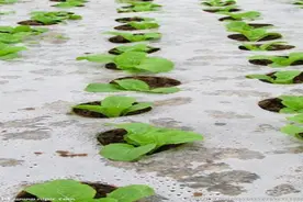 蔬菜幼苗长势瘦弱怎么办图片