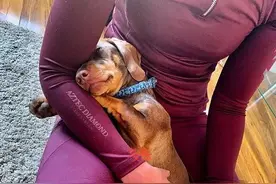八个月的狗狗受惊吓走失，苦寻三日无果，最后被烤肉香味吸引回家图片