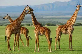 无需检测“开国门”，坦桑尼亚如此重启旅游图片