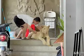 柬埔寨男子家中饲养狮子 在平台发布视频后被调查 狮子被收容图片