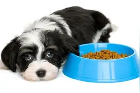 狗狗食欲不振、不爱吃饭，是什么导致的？图片