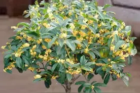 门前栽桂，人前显富贵，春天养桂花，4点做好了，桂花飘香花满枝图片