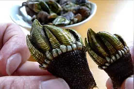 “来自地狱的海鲜”，售价8000一公斤，网友：看样子就不敢吃图片