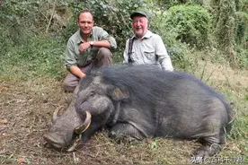 非洲雨林里生活着一种不为人知的猪科动物，外貌怪异体型巨大图片