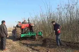 掌握这些移植技术，苗木成活率翻一番图片