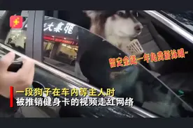 一个敢讲一个敢听！江苏一狗狗独自在车内，不料被中介推销健身卡图片