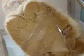 喵星人揣手手，猛男看了也落泪图片