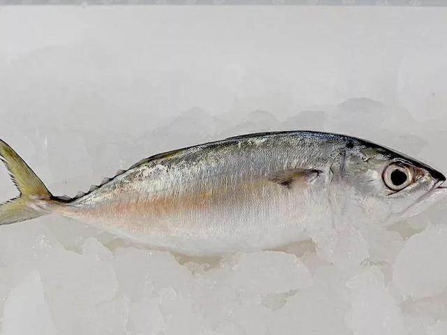 给小孩子吃哪种鱼胶好 2026年给小孩子吃哪种鱼胶好一点