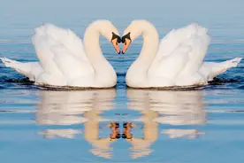 天鹅的伴侣死后，它们真能抵挡住诱惑，不再交配了吗？图片